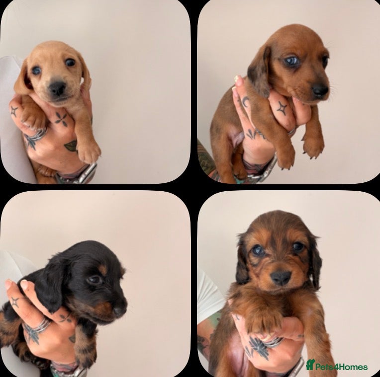 Miniature Dachshund dogs 🐾 Beautiful Miniature Dachshund Puppies 🐾  - Advert 1