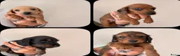 Miniature Dachshund dogs for sale: 🐾 Beautiful Miniature Dachshund Puppies 🐾  - Advert 1