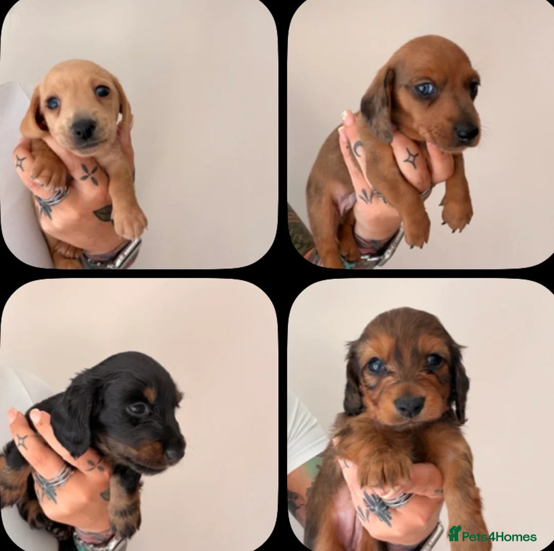 Miniature Dachshund dogs for sale: 🐾 Beautiful Miniature Dachshund Puppies 🐾  - Advert 1