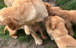 Labrador Retriever dogs for sale: Labrador puppies for sale - Image 8