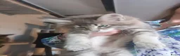 Maine Coon cats for sale: Tica pedigree Maine Coon Parents dna screened. - Advert 10