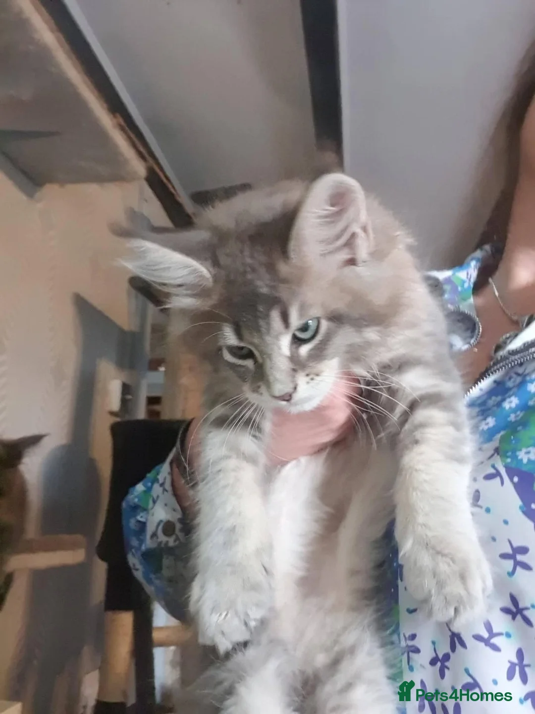 Maine Coon cats for sale: Tica pedigree Maine Coon Parents dna screened. - Advert 10