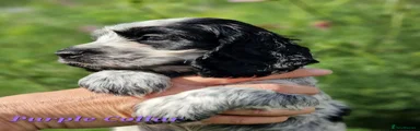 PURPLE COLLAR