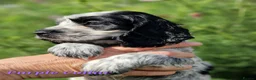 Cocker Spaniel dogs for sale: RKC Show English Cocker Spaniels - Advert 5