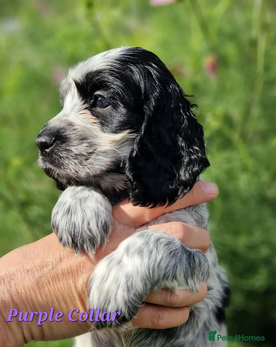 Cocker Spaniel dogs for sale: RKC Show English Cocker Spaniels - Advert 5