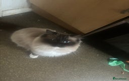 Ragdoll cats for sale: Beautiful ragdoll kittens - Image 5