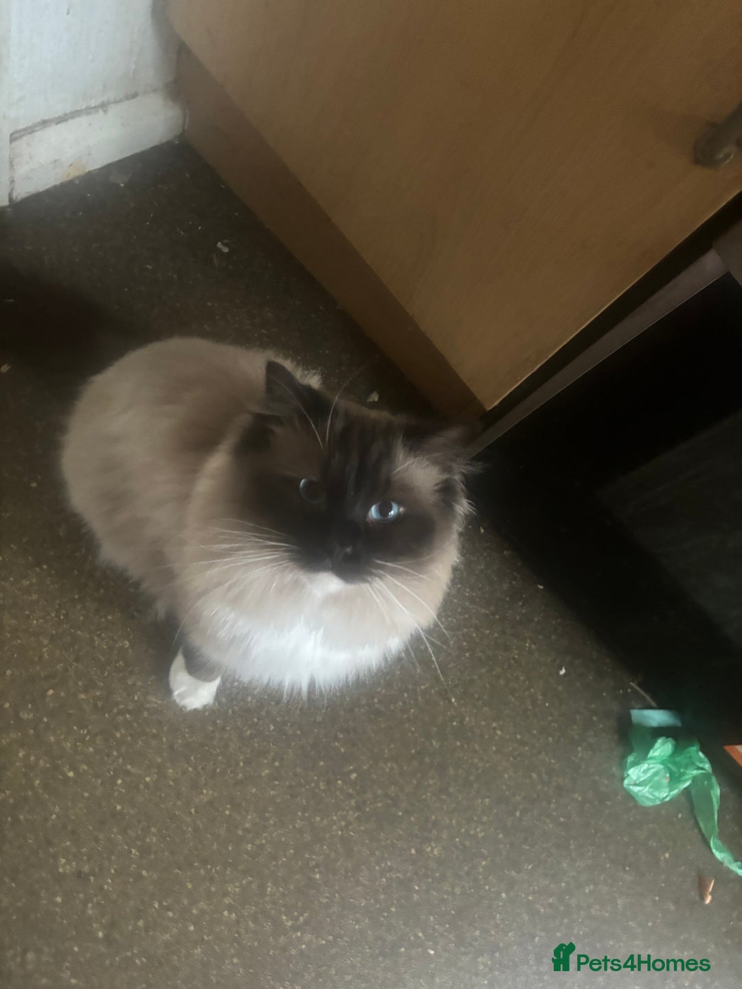 Ragdoll cats for sale: Beautiful ragdoll kittens - Image 5