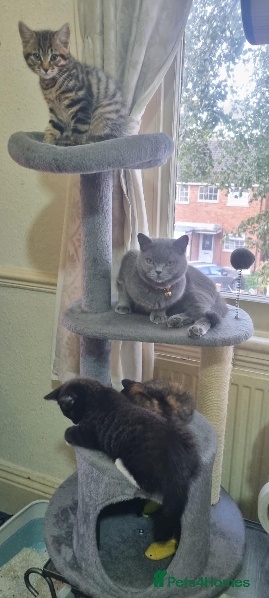 British Shorthair cats British Short Hair Kitten - Advert 14