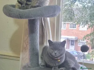 British Shorthair cats British Short Hair Kitten - Advert 16