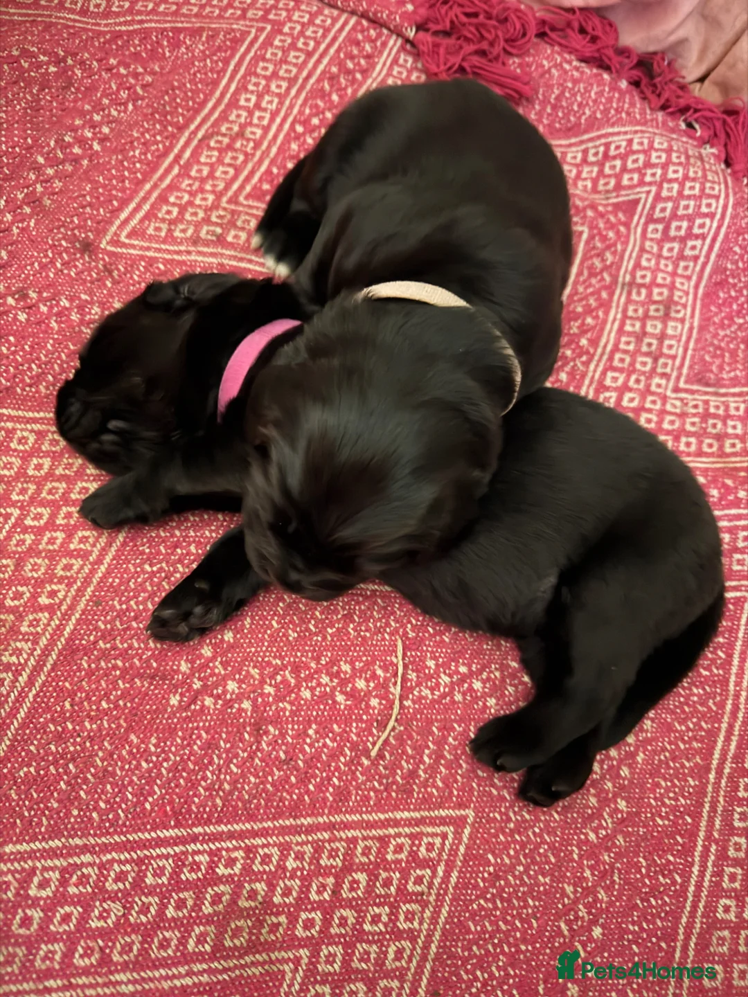 Newfoundland dogs for sale: Beautiful chunky Newfoundland puppy in Prescot - Advert 2