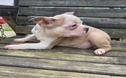 French Bulldog dogs for sale: French bulldog pups pink/fluffy READY NOW - Advert 18