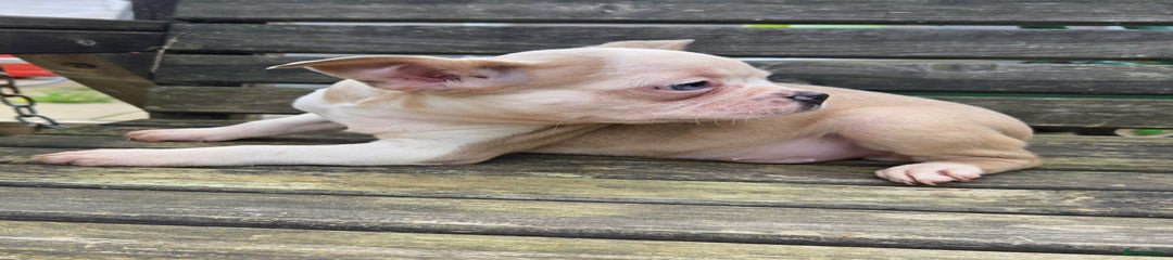 French Bulldog Puppy 4