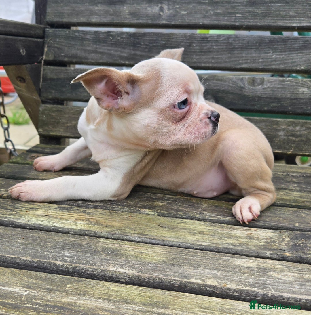 French Bulldog dogs for sale: French bulldog pups pink/fluffy READY NOW - Advert 18