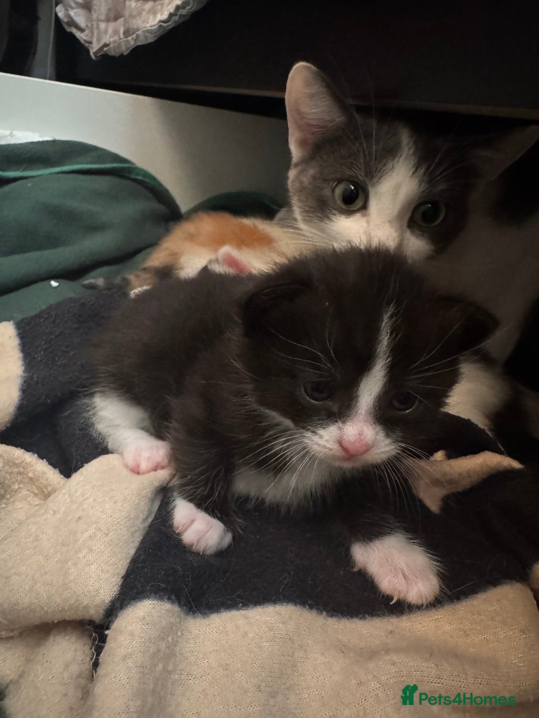 Mixed Breed cats for sale: Cute 4 kittens looking for loving home - Advert 6