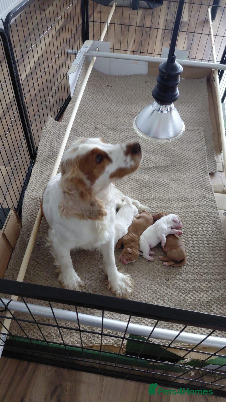 Cocker Spaniel dogs for sale: Cocker Spaniel pups - Advert 7