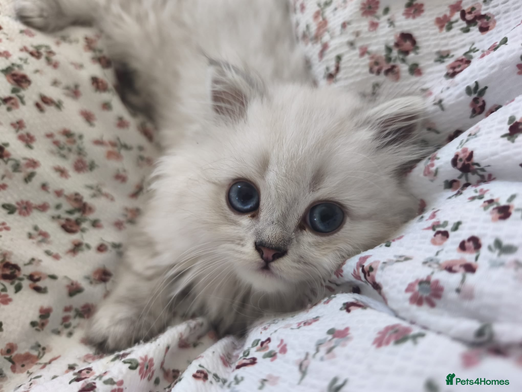 British Longhair cats Beautiful British Longhair Kittens-Ready 19th June - Advert 1