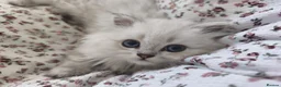 British Longhair cats for sale: British Long hair 1 Boy and 1 Girl left💙♥️ - Advert 1