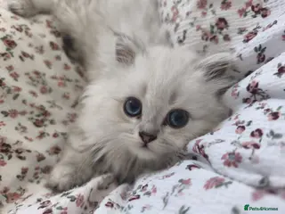 British Longhair cats Beautiful British Longhair Kittens-Ready 19th June - Advert 1