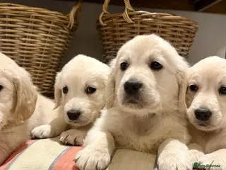 Golden Retriever dogs Stunning health tested Golden retriever puppies - Advert 1