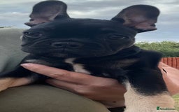 French Bulldog dogs for sale: Beautiful tiny girl Frenchie  - Image 13