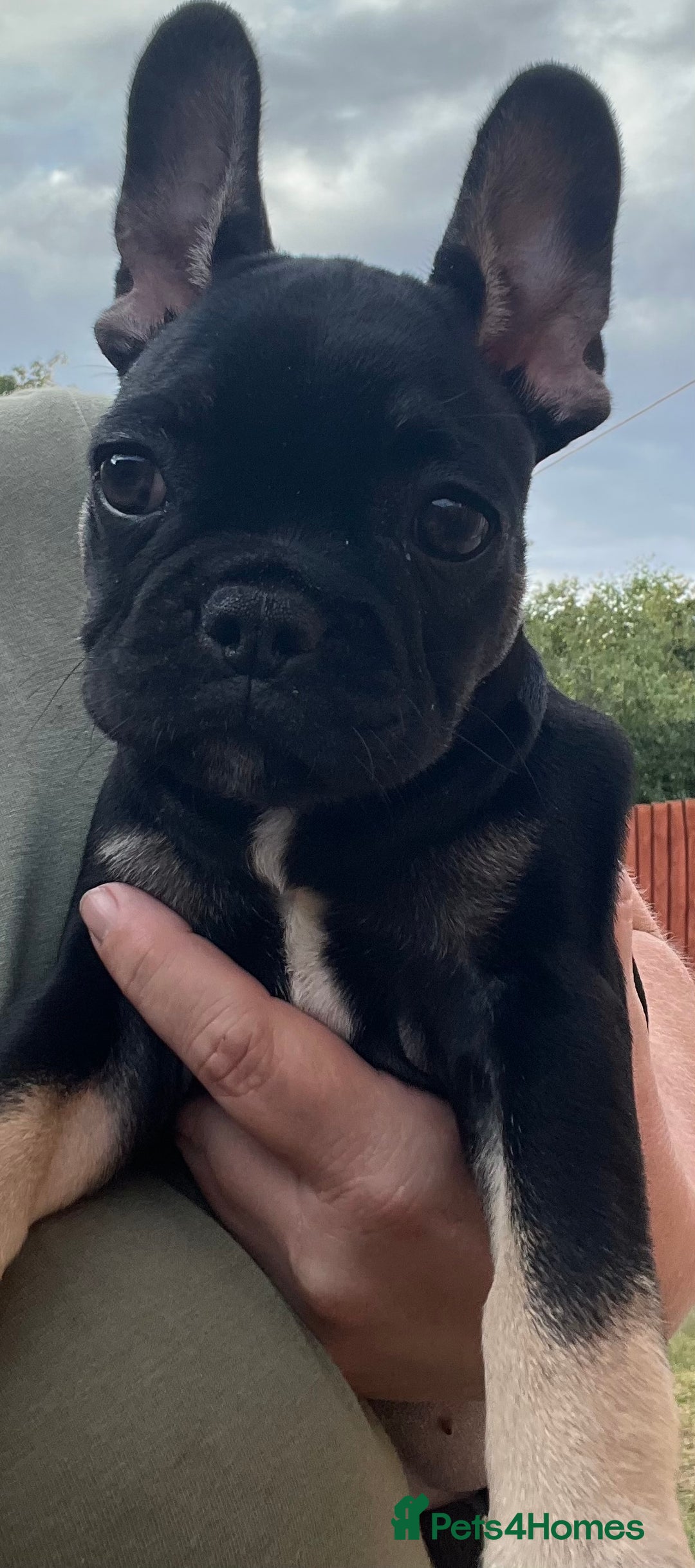 French Bulldog dogs for sale: Beautiful tiny girl Frenchie  - Image 13
