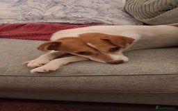 Jack Russell dogs for adoption: Lovely Pepper  - Image 10