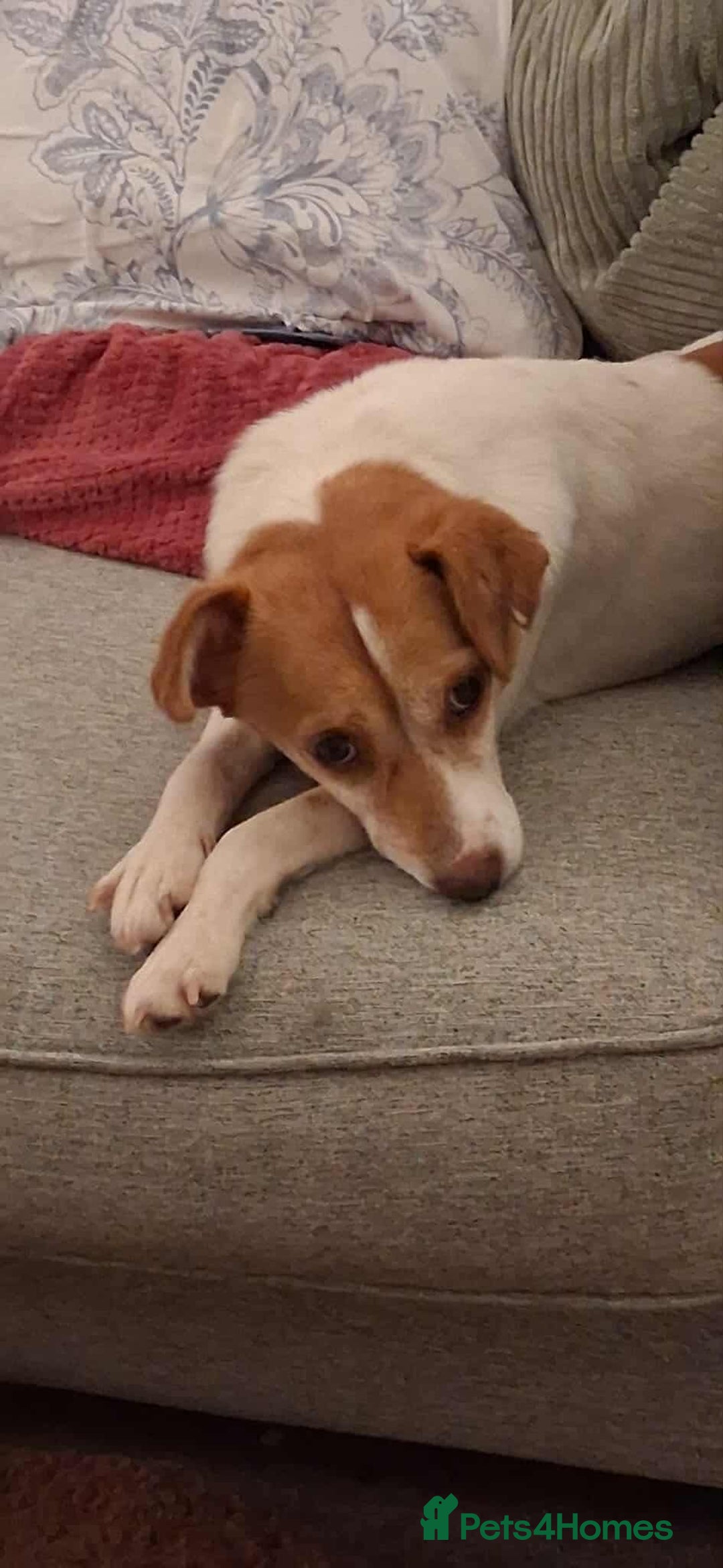 Jack Russell dogs for adoption: Lovely Pepper  - Image 10