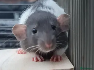 Rat rodents Baby rats - Advert 5