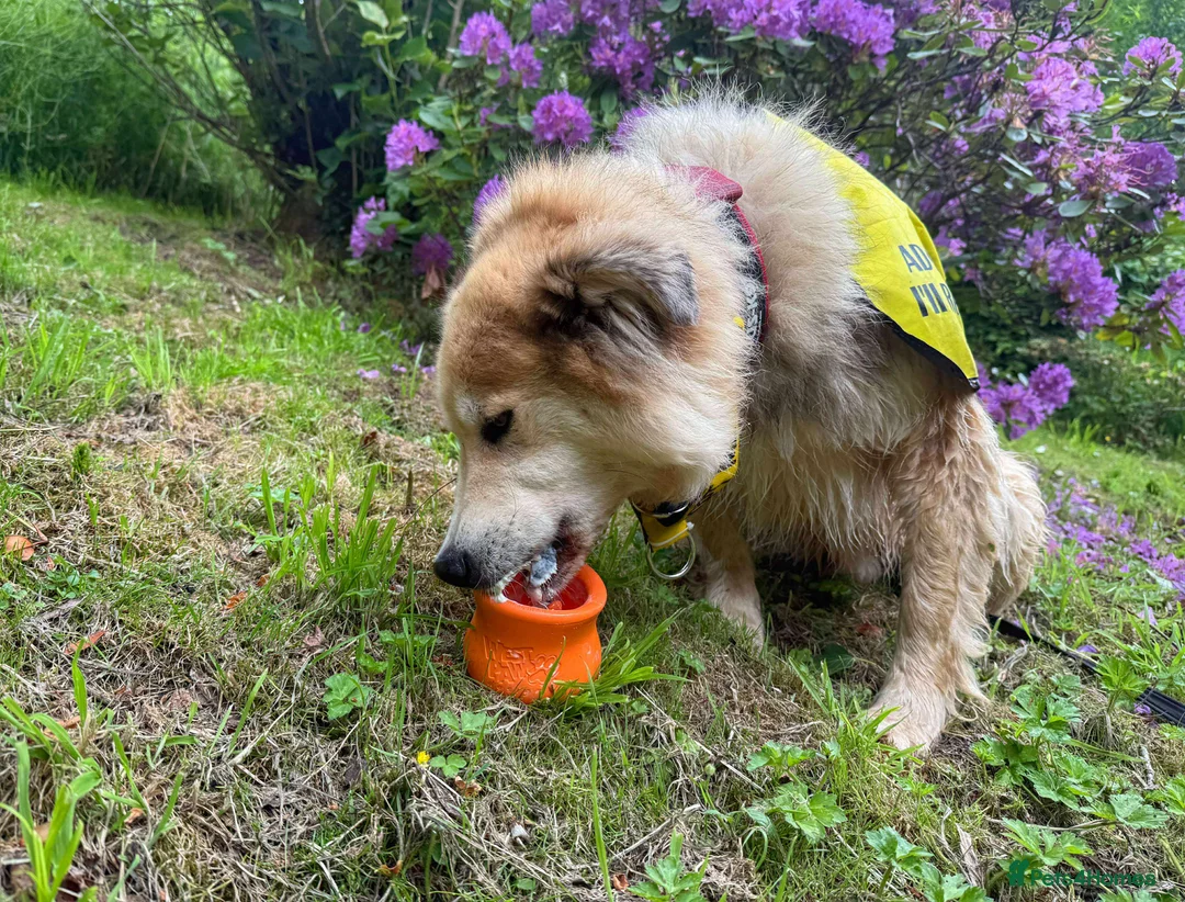 Mixed Breed dogs for adoption: Meet Paddy, currently residing in Cheshire  in Nantwich - Advert 38