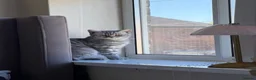 British Shorthair cats for sale: Female British shorthair  - Advert 3