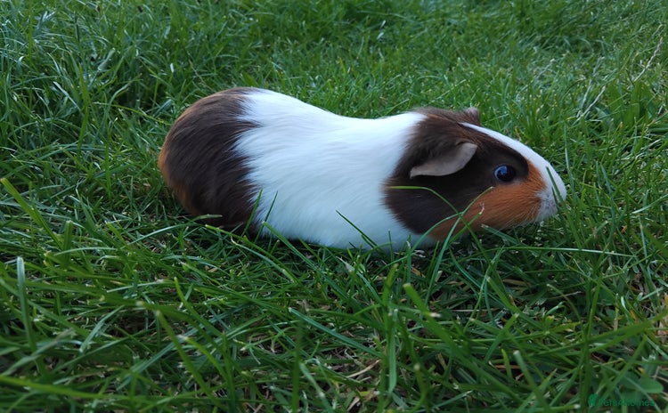 Guinea Pig rodents - Advert 1