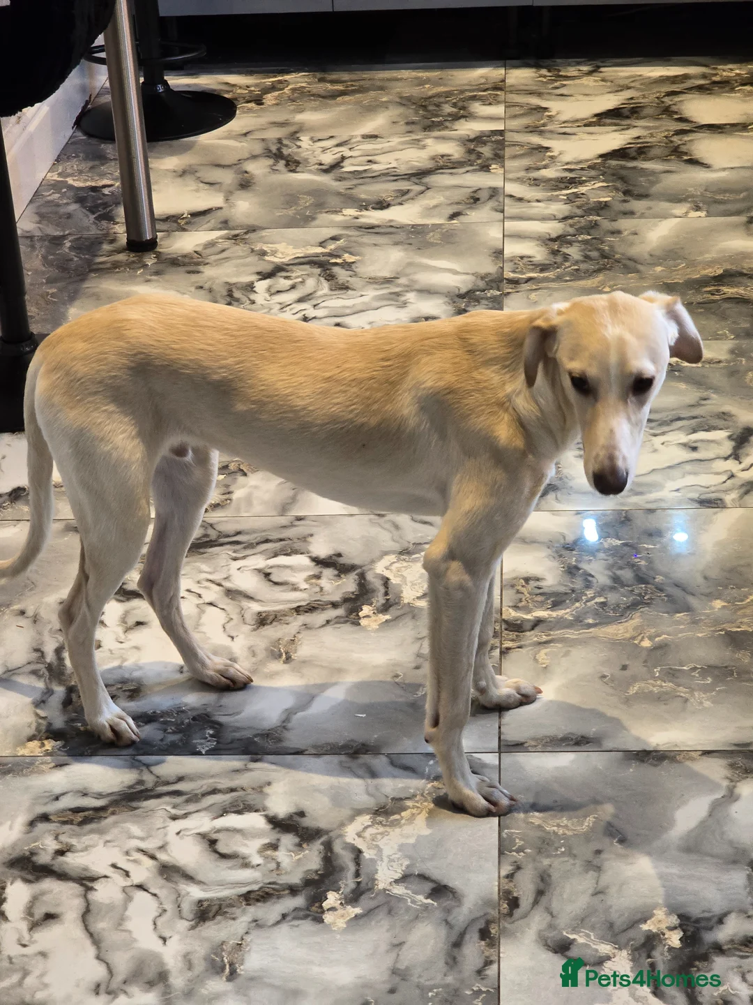 Mixed Breed dogs for sale: Saluki x grey hound 9 months old  in Saint Helens - Advert 2