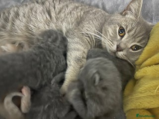 British Shorthair cats 2 british blue shorthair boys - Advert 2