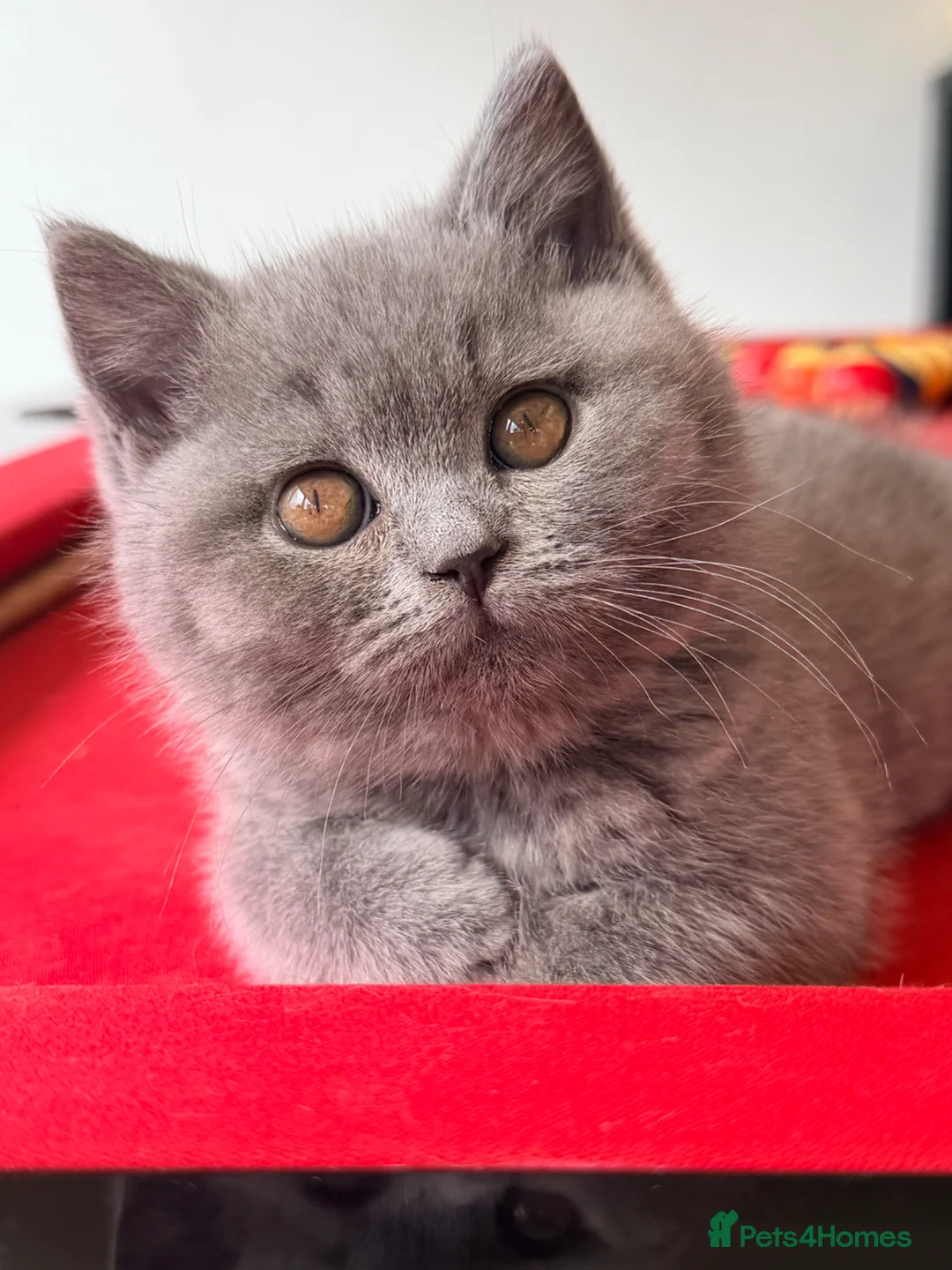 British Shorthair cats for sale: 2 BOYS AVAILABLE - GCCF BSH Kittens - Advert 1