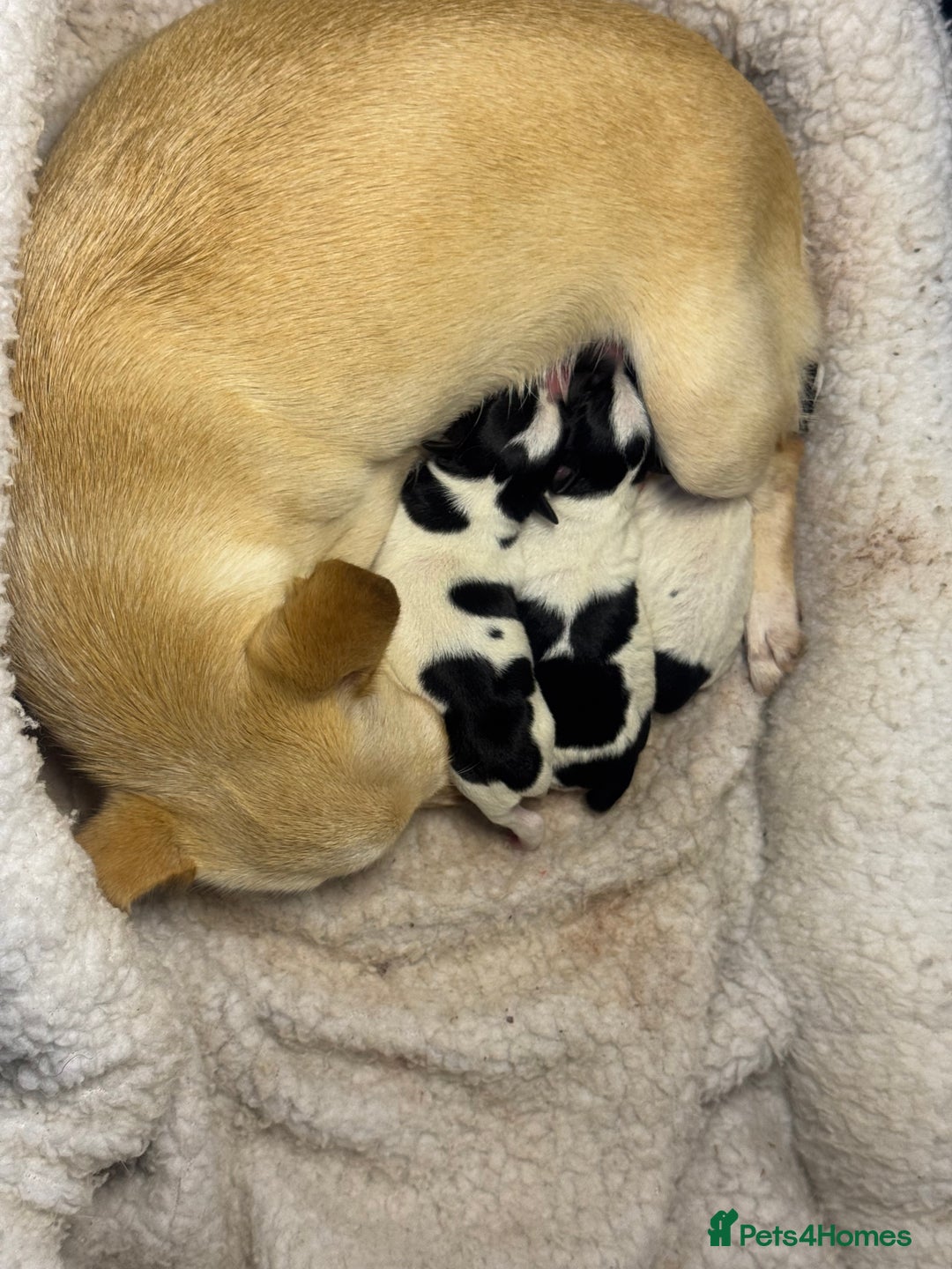 Chihuahua dogs for sale: 3 adorable apple-head tini puppies LF a home - Advert 1