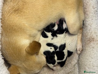 Chihuahua dogs 3 adorable apple-head tini puppies LF a home - Advert 1