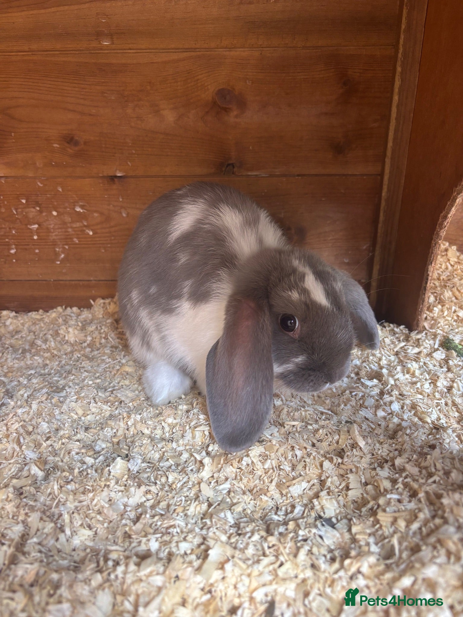 Mini Lop rabbits Mini lops  - Advert 1