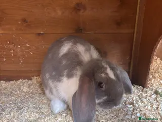 Mini Lop rabbits Mini lops - Advert 1