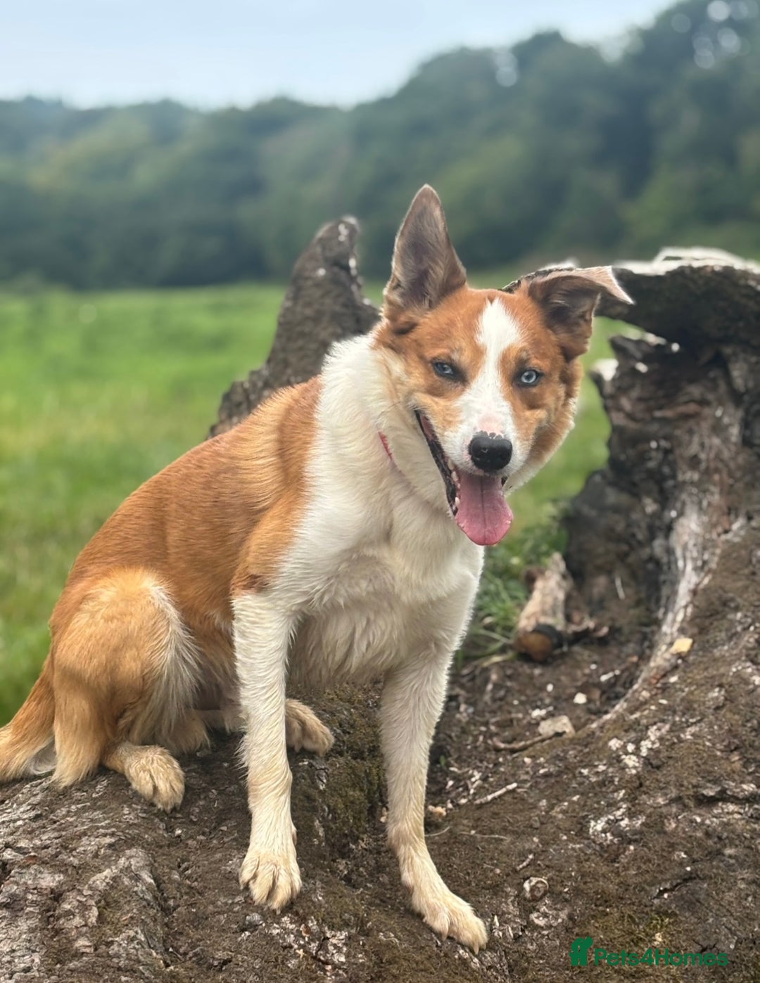 Border Collie dogs for stud: Welsh Border collie for stud  - Image 3
