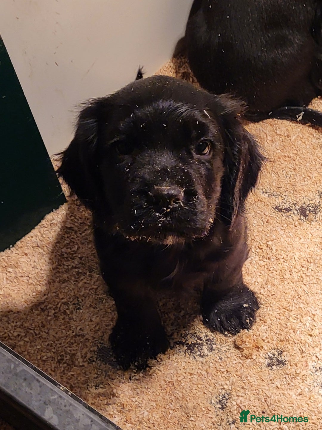 Cocker Spaniel dogs for sale: Cocker spaniel puppies  - Advert 4