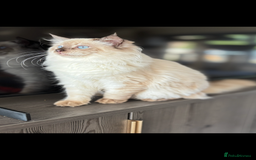 Ragdoll cats for sale: TICA DNA tested 5 Gen Pedigree  - Image 30