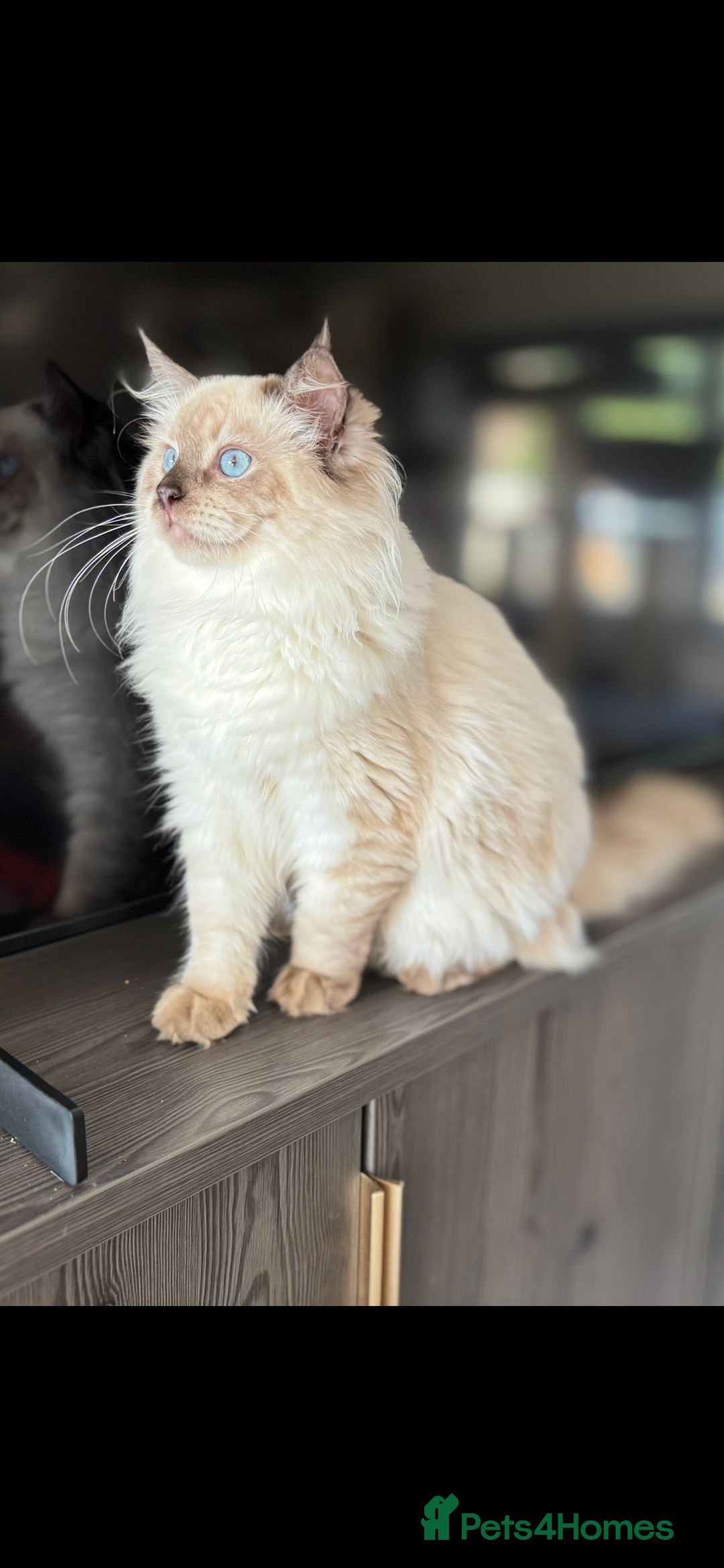 Ragdoll cats for sale: TICA DNA tested 5 Gen Pedigree  - Image 30