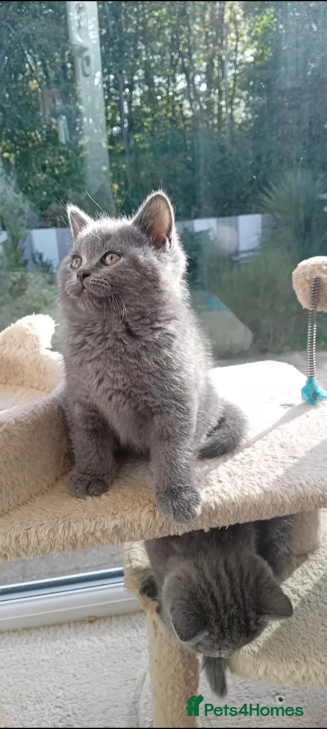 British Shorthair cats for sale: British Blue Shorthair  - Advert 2