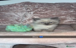 Ragdoll cats for sale: 🌸pedigree Ragdoll babies, reduced🌸 - Image 19