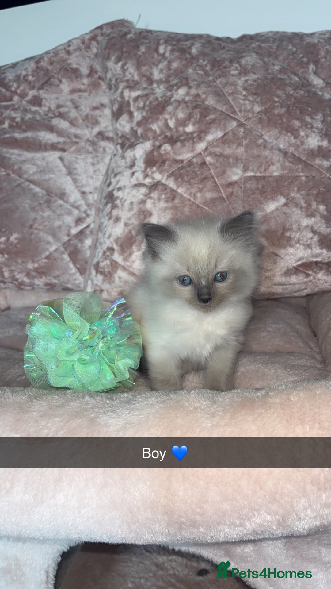 Ragdoll cats for sale: 🌸pedigree Ragdoll babies, reduced🌸 - Image 19