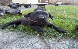 Labrador Retriever dogs for sale: ⭐️READY TO GO NEXT WEEK⭐️KC Reg Labrador Puppies  - Image 20
