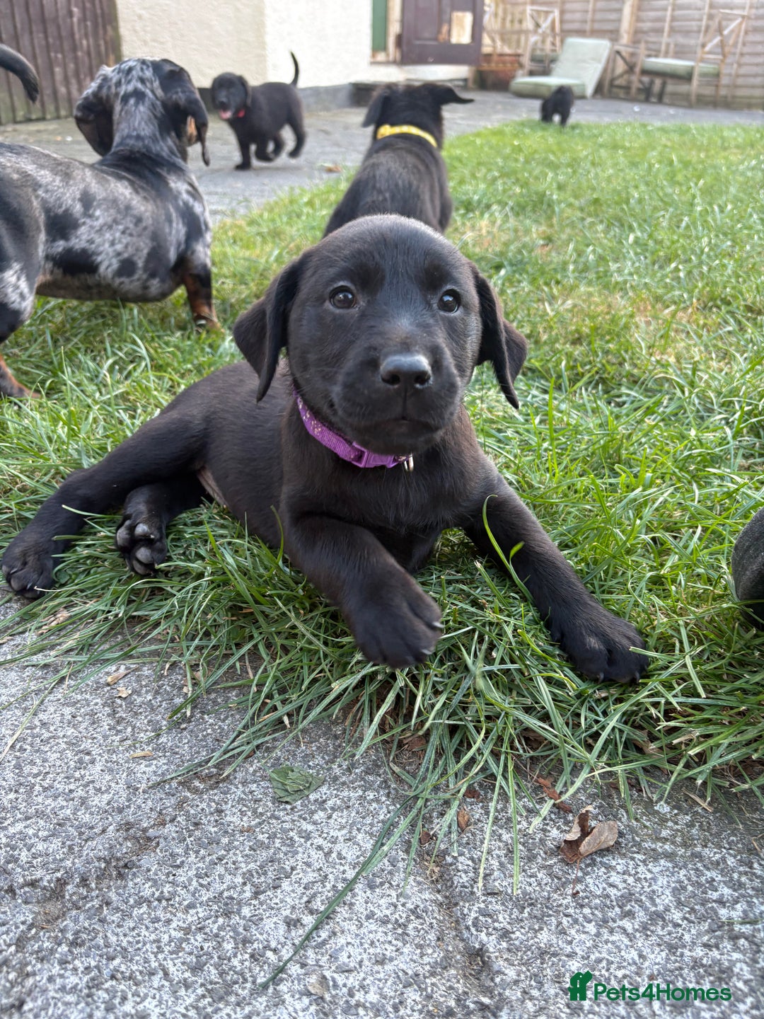 Labrador Retriever dogs for sale: ⭐️READY TO GO NEXT WEEK⭐️KC Reg Labrador Puppies  - Image 20