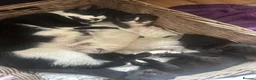 Mixed Breed cats for sale: Brother and sister kittens  - Advert 1