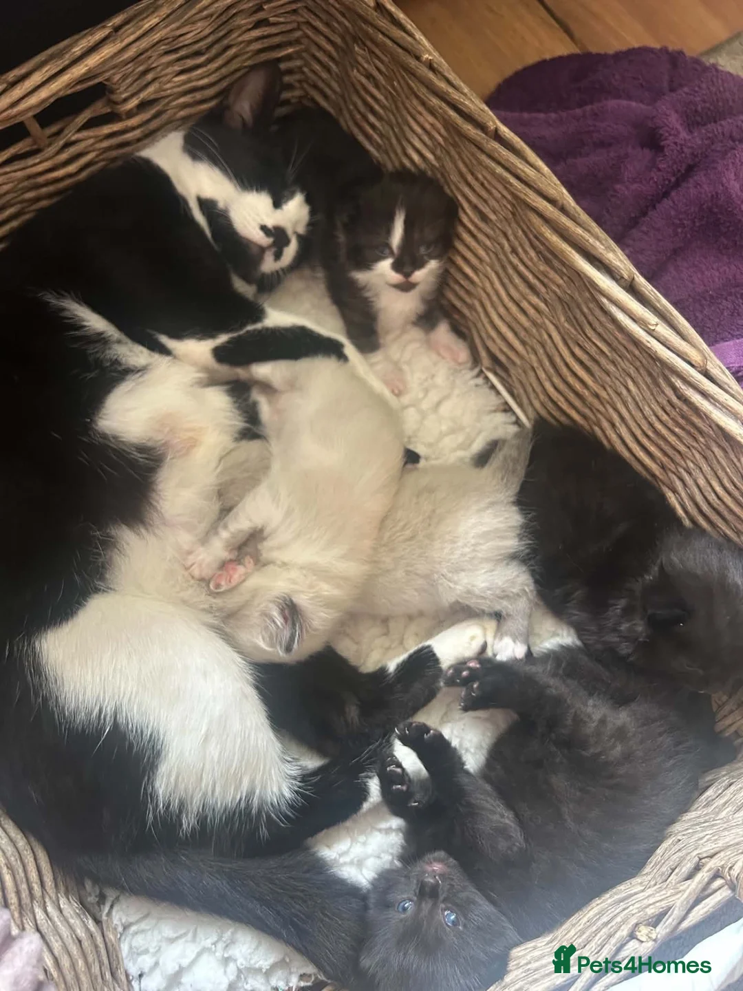 Mixed Breed cats for sale: Brother and sister kittens  - Advert 1