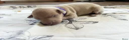 Italian Greyhound dogs for sale: Health tested KC reg Italian Greyhound Puppies  - Advert 13